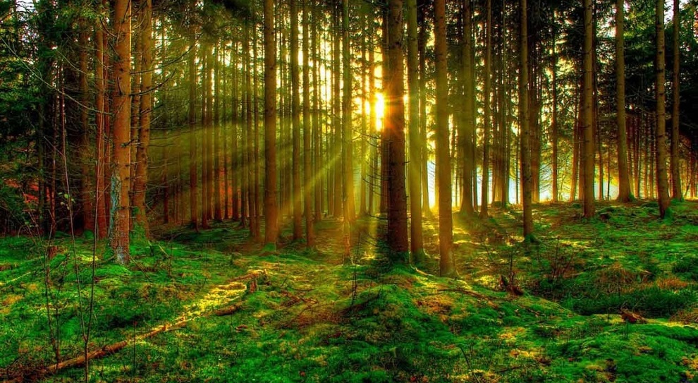 foresta fitta con fasci di luce